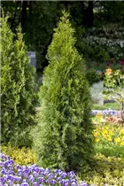  - Thuja occidentalis