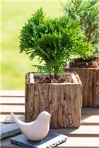  - Thuja occidentalis