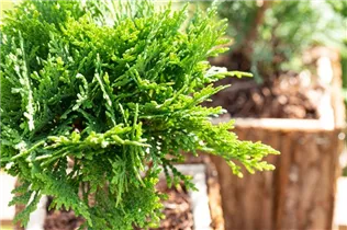  - Thuja occidentalis