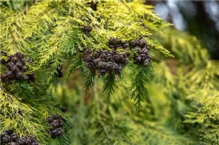 - Thuja occidentalis