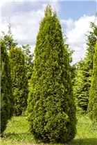 - Thuja occidentalis 'Smaragd'  - Thuja occidentalis 'Smaragd'