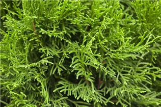 - Thuja occidentalis 'Smaragd'  - Thuja occidentalis 'Smaragd'