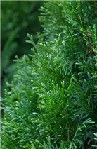 - Thuja occidentalis 'Smaragd'  - Thuja occidentalis 'Smaragd'