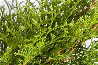 - Thuja occidentalis 'Smaragd'  - Thuja occidentalis 'Smaragd'