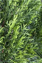 - Thuja occidentalis 'Smaragd'  - Thuja occidentalis 'Smaragd'