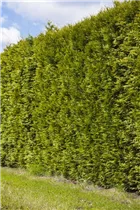 - Thuja occidentalis 'Smaragd'  - Thuja occidentalis 'Smaragd'