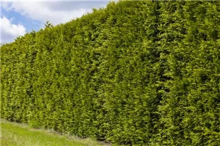 - Thuja occidentalis 'Smaragd'  - Thuja occidentalis 'Smaragd'