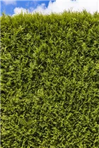 - Thuja occidentalis 'Smaragd'  - Thuja occidentalis 'Smaragd'