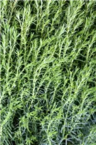  - Thuja occidentalis 'Teddy'