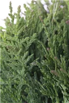  - Thuja occidentalis 'Teddy'