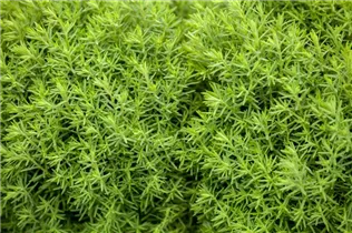  - Thuja occidentalis 'Teddy'