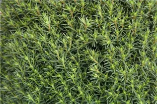  - Thuja occidentalis 'Teddy'