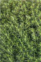  - Thuja occidentalis 'Teddy'