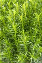  - Thuja occidentalis 'Teddy'