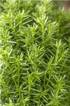  - Thuja occidentalis 'Teddy'