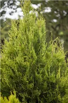  - Thuja plicata