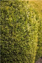  - Thuja plicata