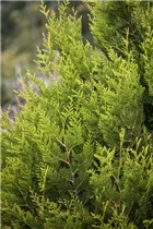  - Thuja plicata