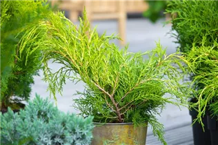  - Thuja plicata