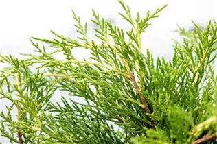  - Thuja plicata