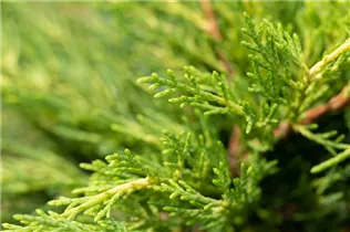  - Thuja plicata
