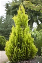  - Thuja plicata '4ever' GOLDY®(s)