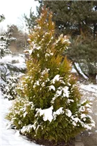  - Thuja plicata '4ever' GOLDY®(s)