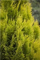  - Thuja plicata '4ever' GOLDY®(s)