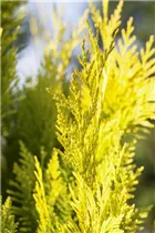  - Thuja plicata '4ever' GOLDY®(s)