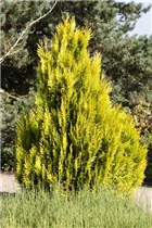 - Thuja plicata '4ever' GOLDY®(s)