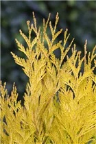  - Thuja plicata '4ever' GOLDY®(s)
