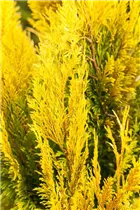  - Thuja plicata '4ever' GOLDY®(s)