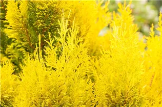 - Thuja plicata '4ever' GOLDY®(s)