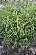  - Thuja plicata 'Whipcord'