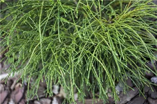  - Thuja plicata 'Whipcord'