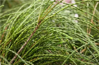  - Thuja plicata 'Whipcord'