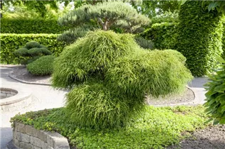  - Thuja plicata 'Whipcord'