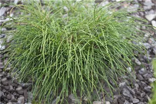  - Thuja plicata 'Whipcord'