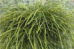  - Thuja plicata 'Whipcord'