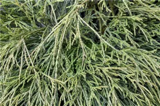 Chamaecyparis pisifera 'Sungold' - Gelbe Fadenzypresse 'Sungold' Chamaecyparis pisifera 'Sungold' - Gelbe Fadenzypresse 'Sungold'