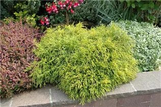  - Thuja plicata 'Whipcord'