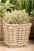  - Thymus x citriodorus 'Aureus'