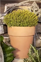  - Thymus x citriodorus 'Aureus'