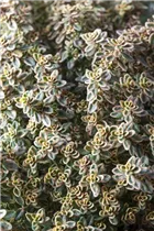  - Thymus x citriodorus 'Aureus'