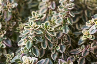  - Thymus x citriodorus 'Aureus'
