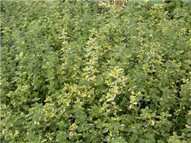  - Thymus x citriodorus 'Aureus'