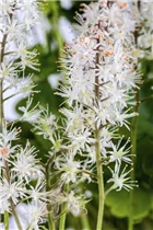  - Tiarella cordifolia
