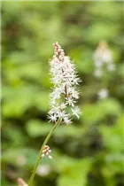 - Tiarella cordifolia