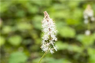  - Tiarella cordifolia