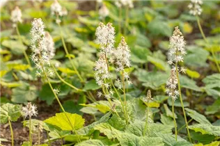 - Tiarella cordifolia